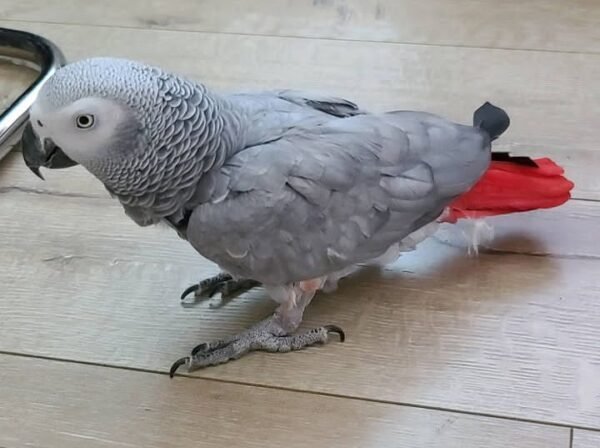 Coco_female