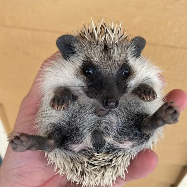 Gabby - Female