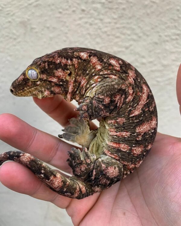 BABY MT KOGHIS LEACHIANUS GECKOS FOR SALE