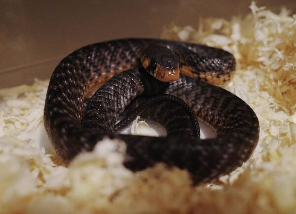 MEXICAN REDTAIL INDIGO AVAILABLE FOR SALE