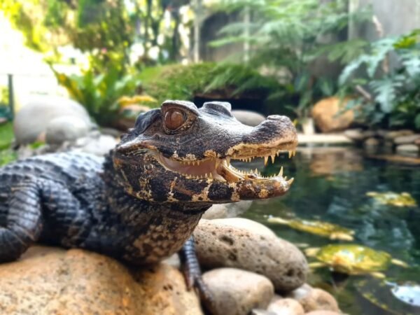 Cuvier’s Dwarf Caiman for Sale