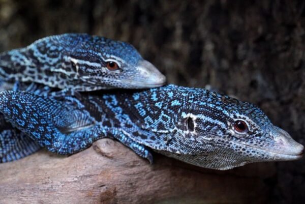 BLUE TREE MONITORS FOR SALE