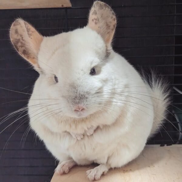 Gidget - Female