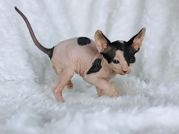 Maximilian - Male