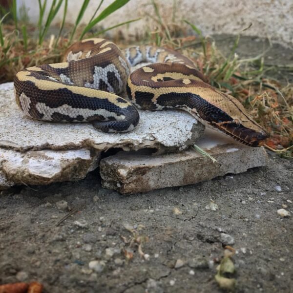 Sumatran Blood Pythons for Sale