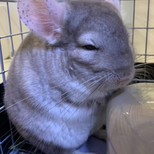Kiki - Female