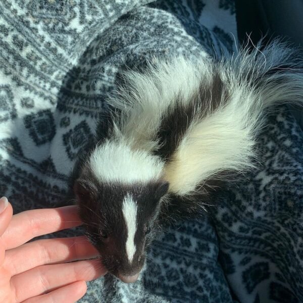 Otis - Male