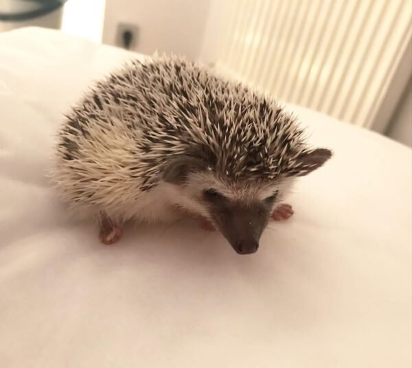 Precious - Female