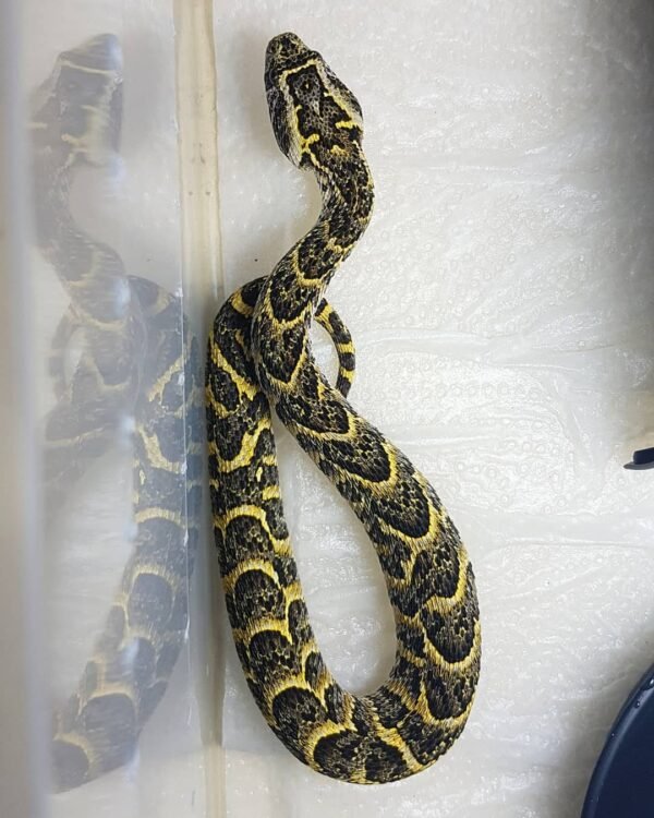 Congo Puff Adder