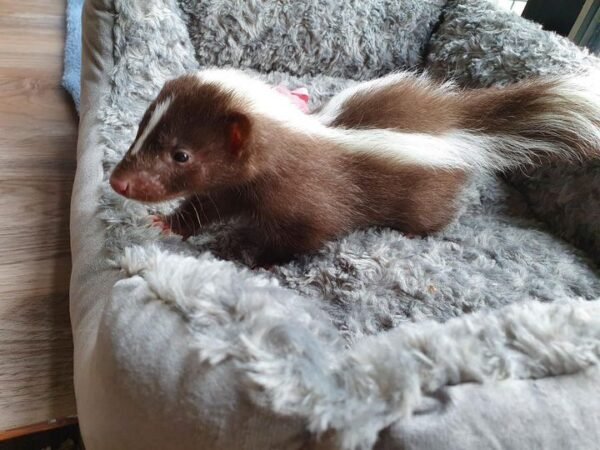 Rufus - Male