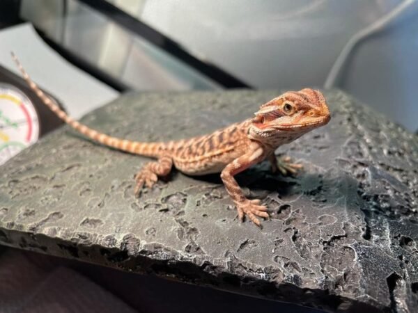 Dart - Male