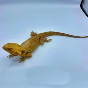 Tangerine Translucent Bearded Dragon (Stock BDB34)