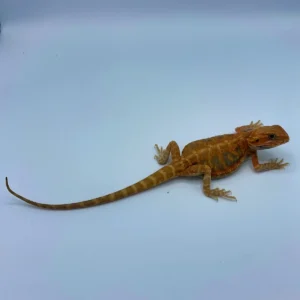 Hypo Translucent Blue Bar Leatherback Bearded Dragon (Stock BDM1)