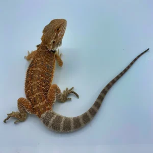 Hypo Orange Bearded Dragon (Stock BDB6)