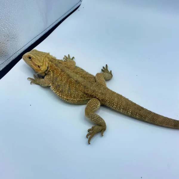 Orange Translucent Bearded Dragon (Stock BDB24)