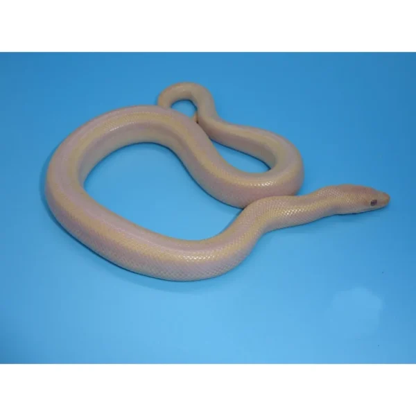 Pearl Rosy Boas for Sale