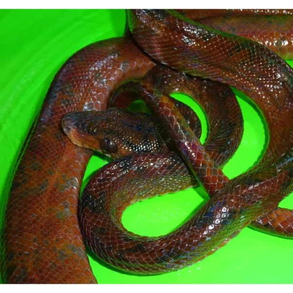 Red & Orange Colored Amazon Tree Boas (Rare!)