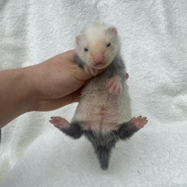 Zipper - Male