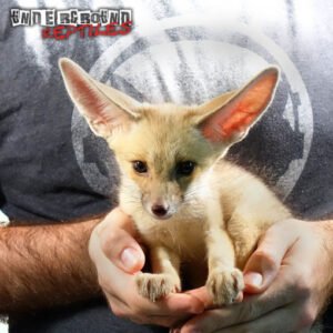 Ruppell’s Fox
